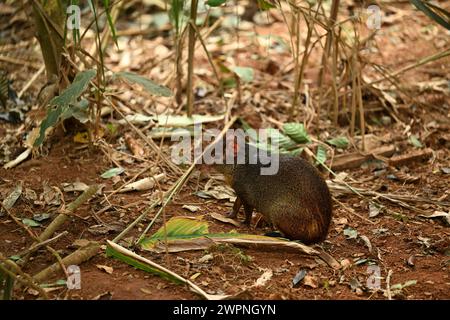 Cutia o agouti nella foresta - Dasyprocta azarae Foto Stock