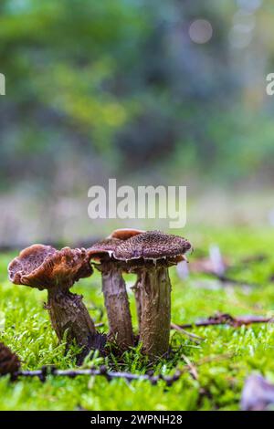 Gruppo di funghi al miele/hallimash, primo piano Foto Stock