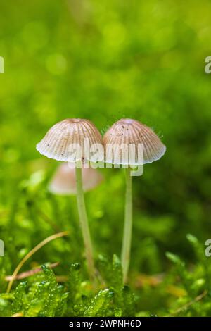 Elminti, Mycena nel muschio con lo stampo di elminto comune, Spinellus fusiger Foto Stock