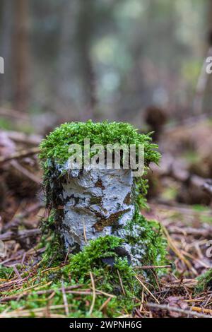 Ceppo di alberi ricoperto di muschio, vita forestale, natura in dettaglio, funghi Foto Stock