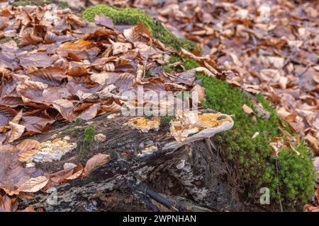 Fungo Tinder (Fomes fomentarius) sul tronco di un faggio caduto, legno morto Foto Stock