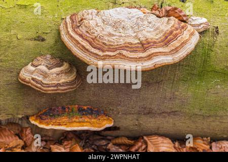 Fungo Tinder (Fomes fomentarius) sul tronco di un faggio caduto, legno morto Foto Stock