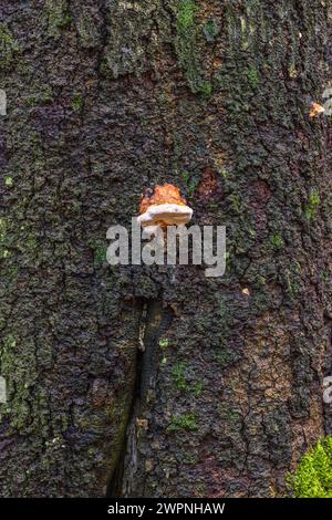 Fungo Tinder (Fomes fomentarius) sul tronco di un faggio caduto, legno morto Foto Stock