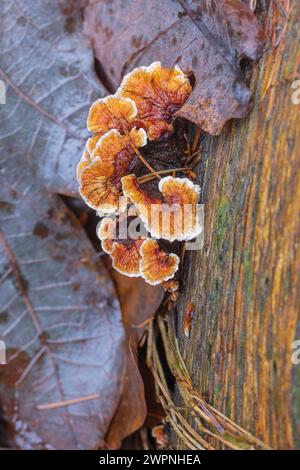 Trame a farfalla (Trametes versicolor) su legno morto Foto Stock