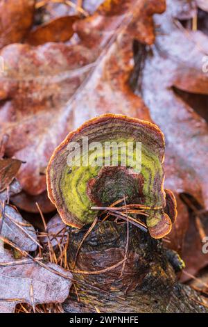 Trame a farfalla (Trametes versicolor) su legno morto Foto Stock