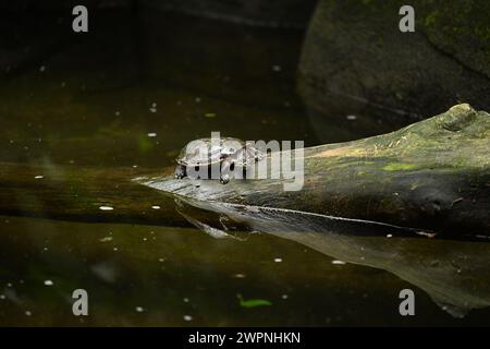 una tartaruga solitaria in un lago Foto Stock