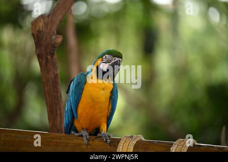 Pappagallo di pappagallo blu e giallo su un albero Foto Stock