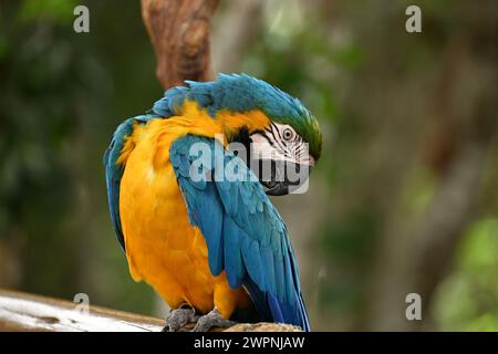 Pappagallo di pappagallo blu e giallo su un albero Foto Stock