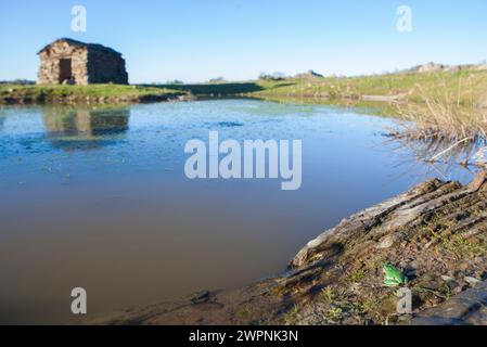 Rana europea sulla riva rocciosa di uno stagno. Messa a fuoco selettiva Foto Stock