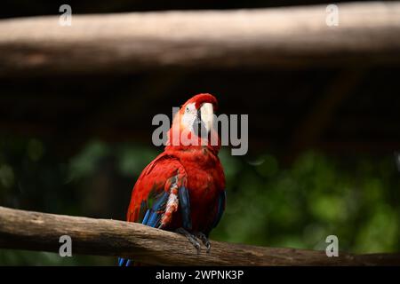 Pappagallo rosso Scarlet su un albero Foto Stock