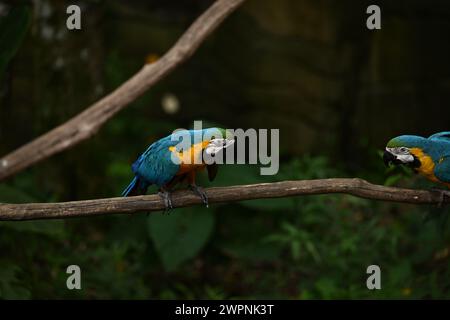 Pappagallo di pappagallo blu e giallo su un albero Foto Stock