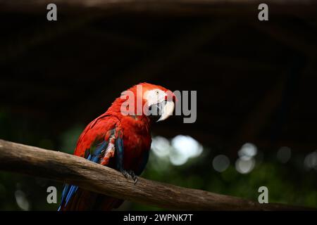 Pappagallo rosso Scarlet su un albero Foto Stock