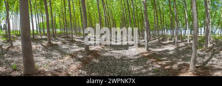 Piantagione di Poplar in primavera. Concetto di produzione di biomassa di pioppo Foto Stock