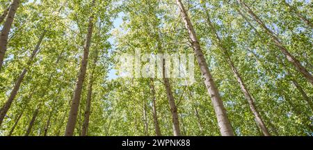 Piantagione di Poplar in primavera. Concetto di produzione di biomassa di pioppo Foto Stock