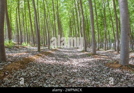 Piantagione di Poplar in primavera. Concetto di produzione di biomassa di pioppo Foto Stock