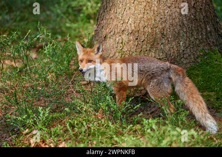 Volpe rossa (Vulpes vulpes), foresta, curioso, cerca, corre Foto Stock