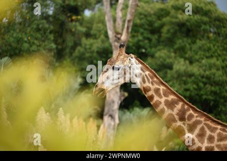 Una giraffa solitaria in mezzo agli alberi Foto Stock