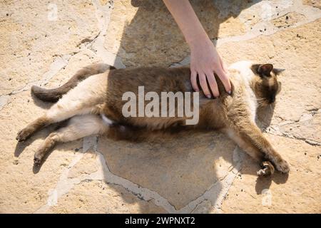 Gatto steso sul pavimento e godendo delle accarezzature di una mano femminile Foto Stock