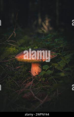 Primo piano di un fungo porcini (Boletus) nel muschio sul fondo della foresta, Ostallgäu, Allgäu, Germania meridionale, Germania Foto Stock