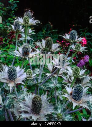 Teste colorate di Eryngium (Sea Holly) con bratine spinose che crescono nel giardino inglese, Inghilterra, Regno Unito Foto Stock