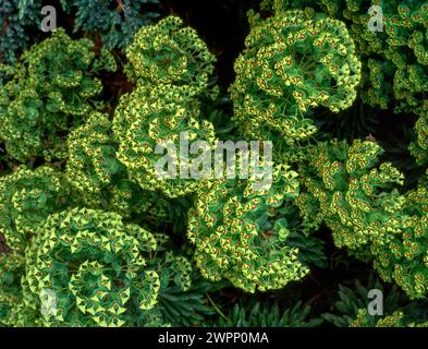 Guardando in basso i bratti e i fiori di Euphorbia martinii / martini spurge che crescono a English Garden, Inghilterra, Regno Unito Foto Stock