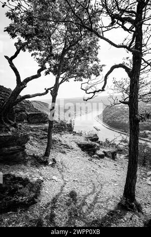 Punto panoramico vicino a Bad Salzig, alberi, storpati, piegati dal vento, navigazione interna, rocce, Kamp-Bornhofen, medio Reno, Reno, ansa del Reno, Renania-Palatinato, Germania Foto Stock