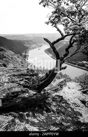 Punto panoramico vicino a Bad Salzig, alberi, storpati, piegati dal vento, navigazione interna, rocce, Kamp-Bornhofen, medio Reno, Reno, ansa del Reno, Renania-Palatinato, Germania Foto Stock