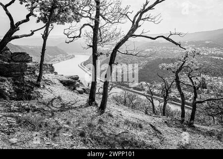 Punto panoramico vicino a Bad Salzig, alberi, storpati, piegati dal vento, navigazione interna, rocce, Kamp-Bornhofen, medio Reno, Reno, ansa del Reno, Renania-Palatinato, Germania Foto Stock