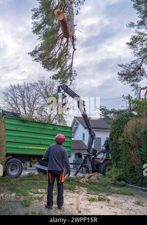 Abbattimento e smaltimento di un grande pino in una zona residenziale da parte di alpinisti, Tutzing, Baviera, Germania, Europa Foto Stock