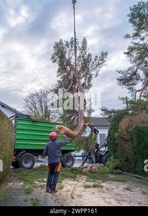 Abbattimento e smaltimento di un grande pino in una zona residenziale da parte di alpinisti, Tutzing, Baviera, Germania, Europa Foto Stock