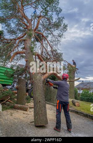 Abbattimento e smaltimento di un grande pino in una zona residenziale da parte di alpinisti, Tutzing, Baviera, Germania, Europa Foto Stock