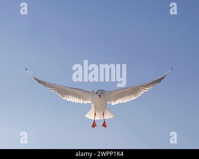 Un giovane gabbiano dalla testa nera (Larus Ridibundus) atterra Foto Stock