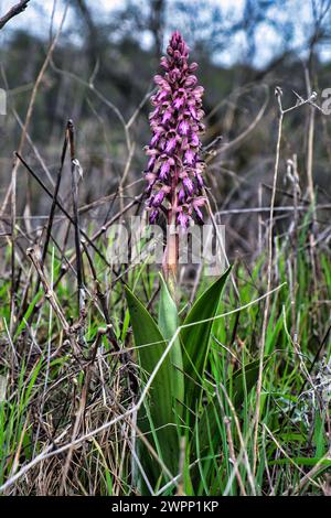 orchi giganti in fiore (Himantoglossum robertianum), abbastanza comune nei paesi mediterranei. Basso punto di vista della fotocamera Foto Stock