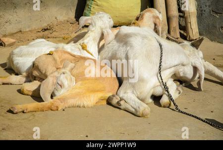 Capra con i suoi bambini , questa foto di capra viene catturata nel villaggio indiano mentre capra dorme con i suoi bambini Foto Stock