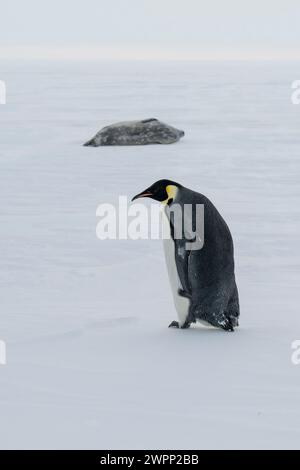 Antartide, Mare di Ross, Baia di McMurdo lungo il veloce bordo di ghiaccio a 77° 52,40 S 166° 42,44 E. pinguini Imperatori (Aptenodytes fosteri) -25° c sigillo Weddell. Foto Stock