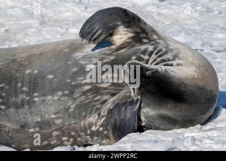 Antartide, Mare di Ross, Baia di Terra Nova, Isola inesprimibile. Sigillo di Weddell (Leptonychotes weddellii) Foto Stock