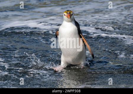 Australia, Tasmania, Macquarie Island, Sandy Bay (UNESCO) pinguini reali Eudyptes schlegeli) specie endemiche. Foto Stock