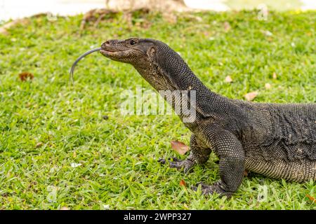 Osservate la lucertola Varanus salvator nel Parco Lumphinee di Bangkok, Thailandia, Asia Foto Stock