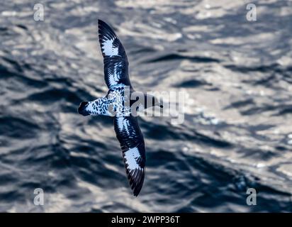 Un Cape Petrel (capense di Daption) che vola sull'oceano. Antartide. Foto Stock