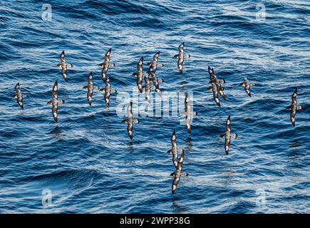 Un gregge Cape Petrel (Daption Capense) che vola sull'oceano. Antartide. Foto Stock