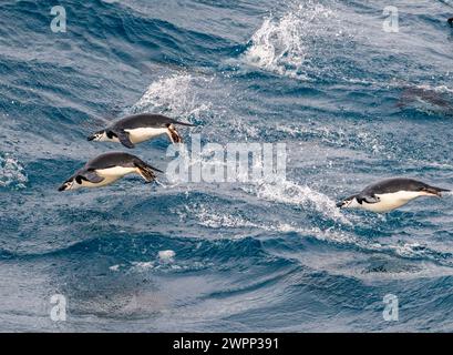 Un gruppo di pinguini Chinstrap (Pygoscelis antarcticus) che saltano sopra l'acqua. Antartide. Foto Stock
