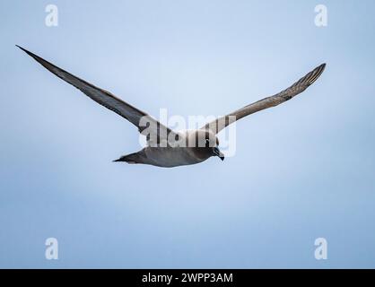 Un Albatross dalle sembianze chiare (Phoebetria palpebrata) che vola nel cielo. Antartide. Foto Stock