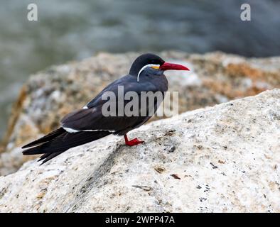 Un'Inca Tern (Larosterna inca) in piedi su affioramento roccioso. Cile. Foto Stock