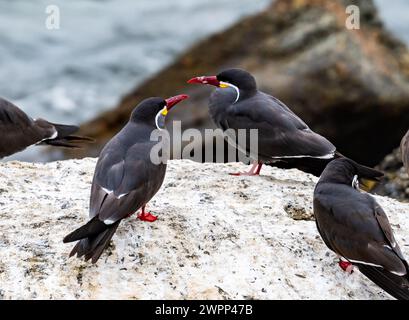 Un gruppo di Terns Inca (Larosterna inca) in piedi su un affioramento roccioso. Cile. Foto Stock