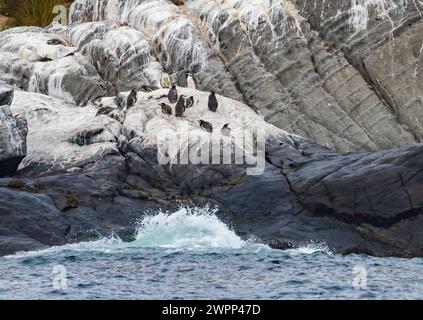 Un gruppo di pinguini Humboldt (Spheniscus humboldti) su affioramento roccioso. Cile. Foto Stock