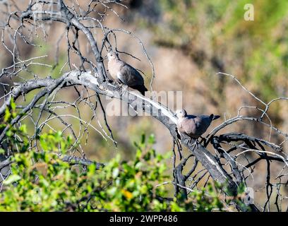 Un paio di Doves a terra con ali nere (Metriopelia melanoptera) arroccati su un albero. Cile. Foto Stock