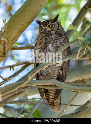 Un piccolo gufo corneo (bubo magellanicus) arroccato sul suo giorno di fuga. Cile. Foto Stock