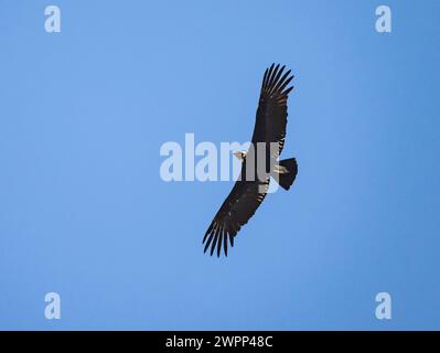 Un condor andino (Vultur gryphus) che svetta nel cielo. Cile. Foto Stock