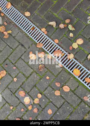 Varie foglie autunnali si trovano su pietre di pavimentazione muschiate, le articolazioni sono ricoperte di muschio, mentre una griglia protettiva scorre diagonalmente nell'immagine Foto Stock