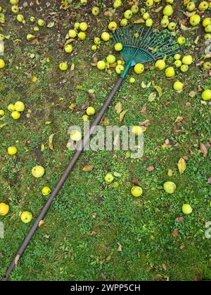 Un rastrello verde giace sul prato con mele giallo-verdi, raccolta delle mele, tempo di raccolta, giardinaggio Foto Stock